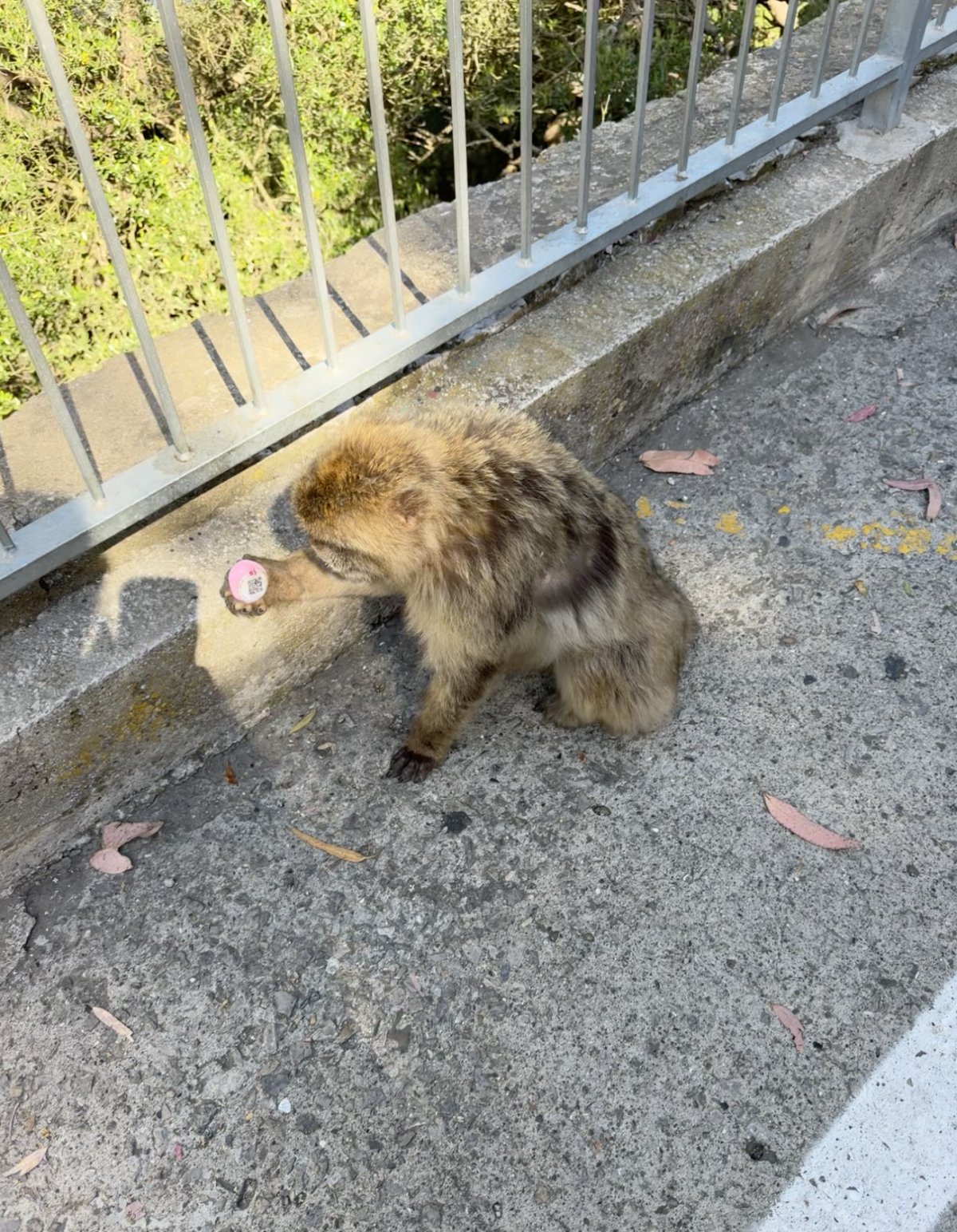 Gibraltar